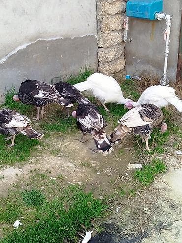 ucuz quslar: Dişi, Kanada, Amerika, Damazlıq, Ünvandan götürmə — 2