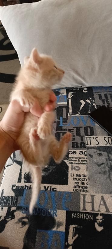 pişik cütleşdirmek: Ikside Erkeydi/Sahiblendirilir! BAXA BILEN BIRI NARAHAT ELESIN — 2