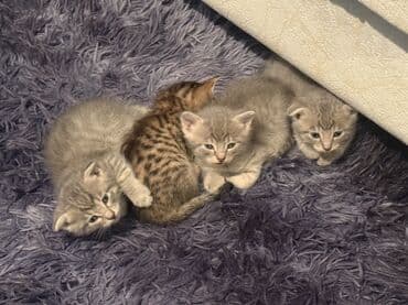 Digər heyvanlar: Yaxşı əllərə — 6