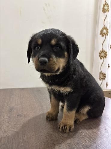 van pisiyi satilir: Rotveyler, 2 ay, Dişi — 8