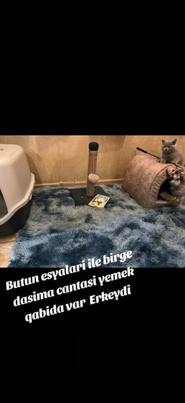 чобан ити: Шиншилла, Самец, Самка — 9