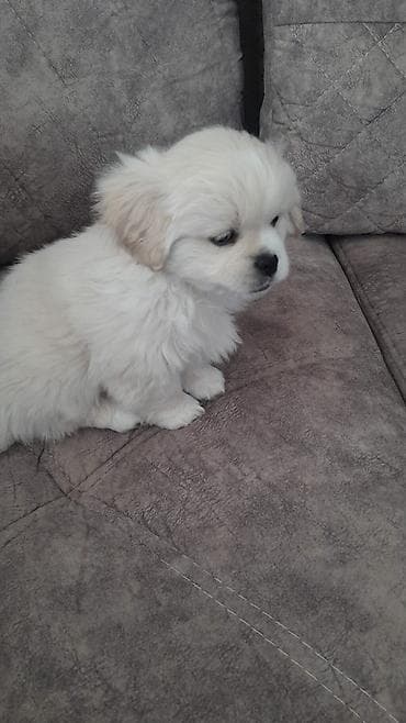 damazliq qoyun satisi: Pekines, 4 ay, Erkek, Peyvəndli, Ödənişli çatdırılma — 3