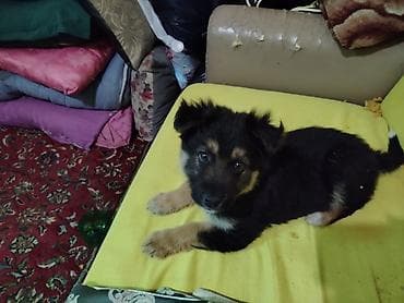 azərbaycan it adları: 2 ay, Erkek, Sənədli — 4