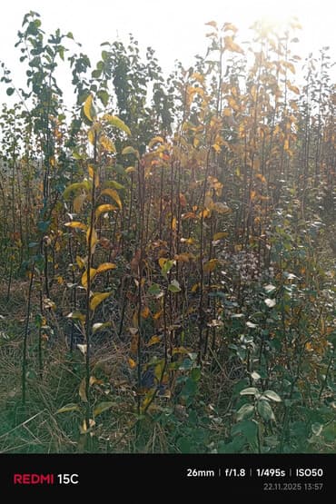 adam agaci: Meyvə ağacı tingləri – müxtəlif sortlar - Məhsul: Meyvə bağları üçün — 1