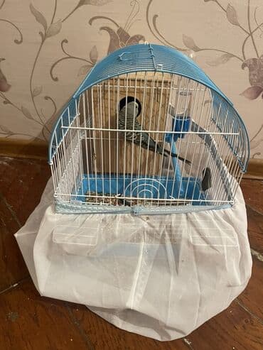 Geyimlər: Dalğalı tutuquşular üçün qəfəs dəsti - Şəkillərdə müxtəlif — 3