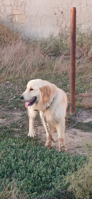 золотистый ретривер цена: Ретривер, 8 месяцев, Самец, С прививками, Платная доставка — 3