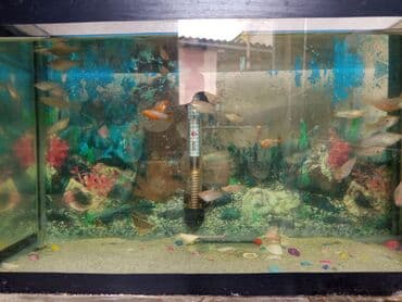 pitbull satılır: Molinezi — 2