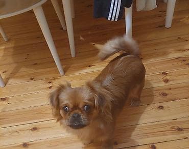 Pekines, 6 ay, Erkek, Peyvəndli