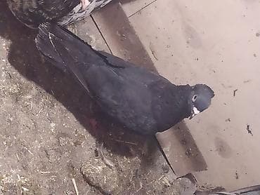 əbabil quşu: Qara kəkillidi ərkəy 1 dənə son qiymət 10 manatdı — 2