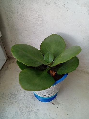 Succulent və kaktus dəsti – 3 müxtəlif bitki - Kalanxoe (sukulent)