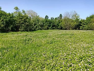 Torpaq sahələrinin satışı: 4 sot, Tikinti — 8