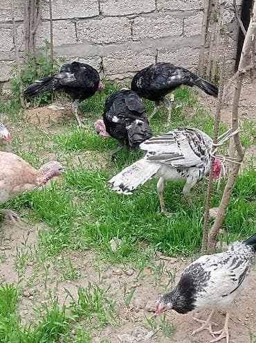 cex quşlar: Salam.hünduwqalar satılı.bine atclıq qesebesindedi heyvanlar.erkekler — 3