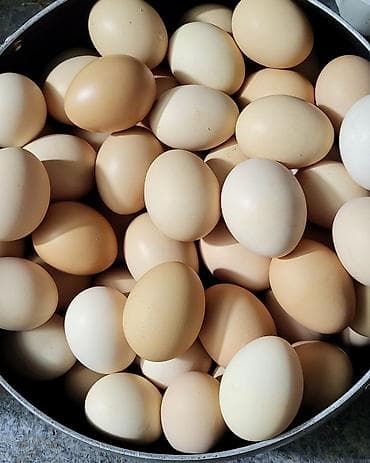 Mayalı kənt yumurtası təzədi 0.35 qəpik ünvan Novxanı