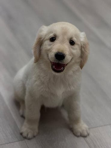 itle: Retriever, 2 ay, Dişi, Pulsuz çatdırılma — 2