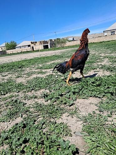 broyler yemi qiymeti: Sahibləndirilir — 6