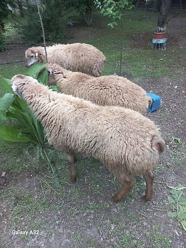 heyrati gence: Qurbanlıx erkek quzular satılır 3 denedi Gəncədədi — 3