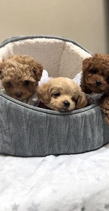 Gəmiricilər: Malta bolonka, 2 ay, Erkek, Ödənişli çatdırılma — 2