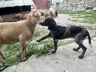 qara mal: 3 ay, Dişi — 5