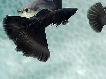 Digər heyvanlar: Quppi, Sülhsevər — 4