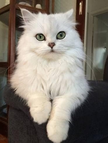 Ağ tüklü, uzun xəzli ev pişikləri - Rəng: tam ağ - Gözlər: yaşıl — 1