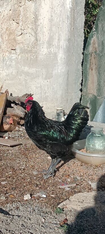 dovwan satiwi: Australorp Qara rəngli xoruz 6 ayliq 2 eded xoruz satilir - — 3