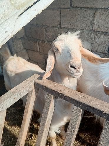 dovşan haqqında məlumat: Məhsul: Ətlik/törədici keçilər iki eded ha hazirda sud veren kecidi — 4