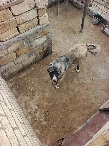 toy pudel satisi: 1 il, Erkek, Peyvəndli, Ödənişli çatdırılma — 6