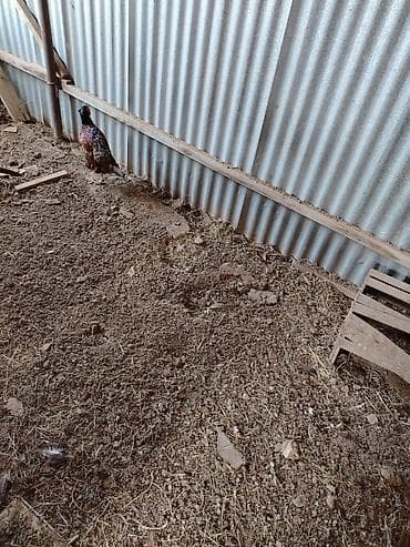 patchi шоколад цена: 1cüt 2illik Qafqaz və1 cüt bala qafqaz qırqovul. 7 ag bildirçin — 2