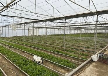 qaxda obyekt satilir: Tecili obyekt satilir!!! Zire Qesebesi, Qishlaqda 2 hektar 20 sot ve — 2