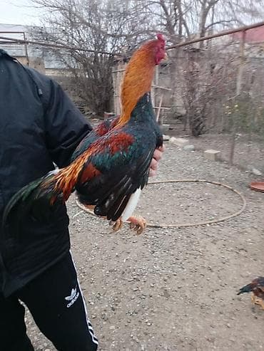 Cücələr: Ata 1200 lük ana kuzeypen iyun çolpası bir dəfə məşqə düşüb məşqi də — 2