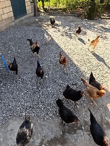 qus qefes: Toyuq, Yumurtalıq — 2