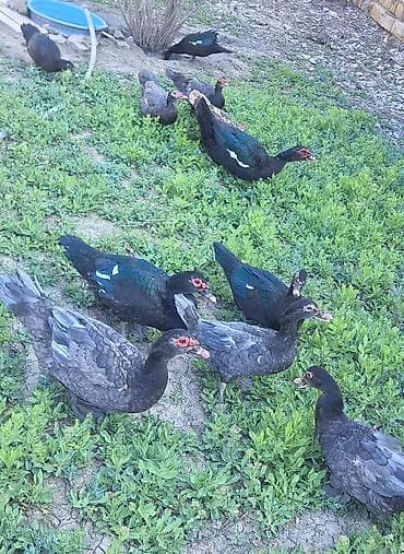 bala dovşanlar: Erkək, Ətlik, Pulsuz çatdırılma — 1