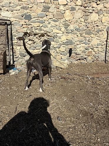 xaski iti: 1 ay, Erkek — 2