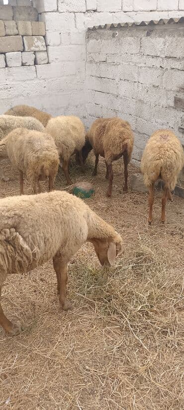 arpa bugda: Dişi, il: 5, 5 kq, Damazlıq, Ünvandan götürmə — 6
