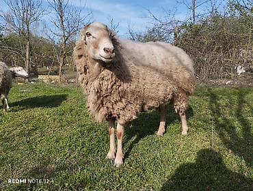 it qiz adlari: Qoyun – ana damazlıq üçün - Cins/məhsuldarlıq: Yerli ət-yun — 3