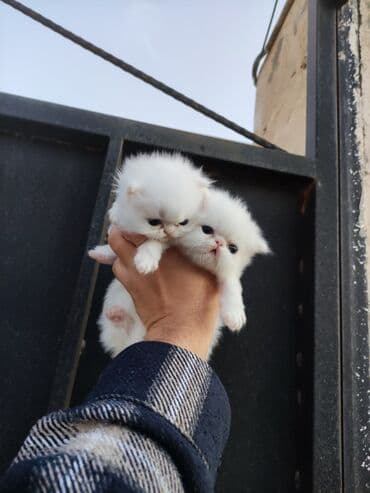 pişiklərin satışı: Fars, Erkək, Dişi — 1