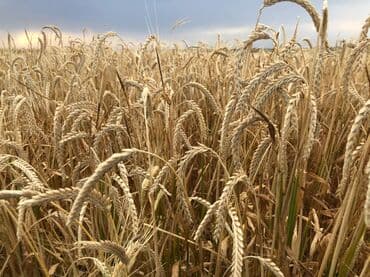 сдается 3 комнатная квартира: 40000 sot, Kənd təsərrüfatı, Mülkiyyətçi, Müqavilə — 1