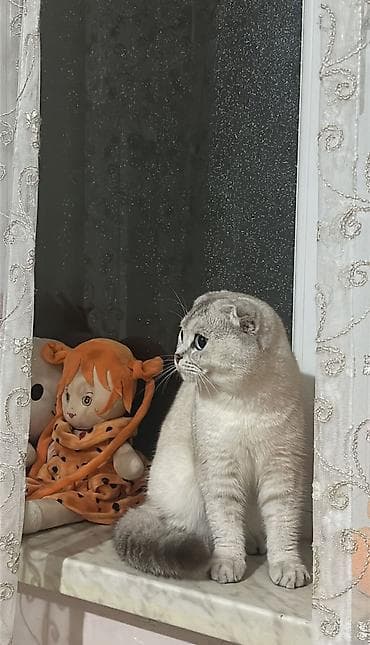 menali it adlari: Şinşilla, Erkək — 2