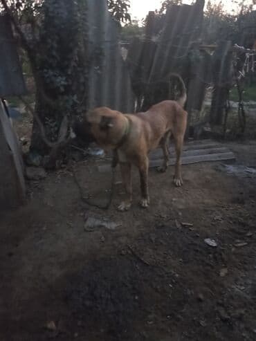 где можно купить собаку мальтипу: 10 месяцев, Самец — 5