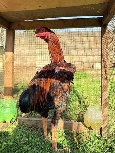 it qiz adlari: Cins xoruz – uzunboy, güclü skeletli, iri dimdikli. Boyun nahiyəsi — 3