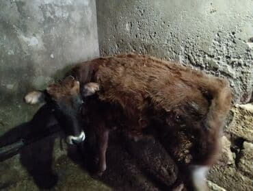 Tavalar: Satılır: 2 baş balalıq buzaq - Növ: qarışıq cins (qara-ağ alnı ağ — 4