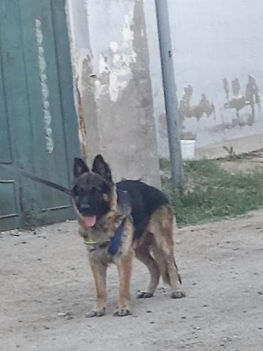 coban it: Alman çoban iti, Peyvəndli — 3