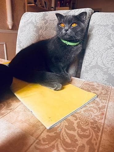 etibarli ellere: Britan — 3