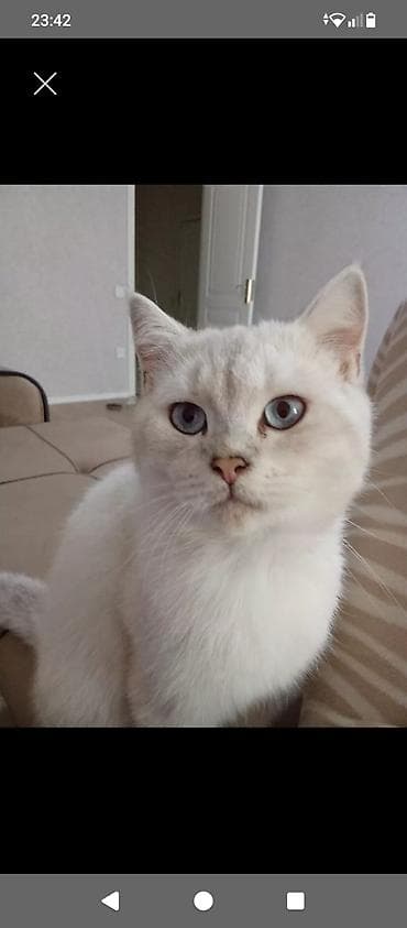 siam pişik: Şotland yastı qulaq, Erkək, Dişi, Yaxşı əllərə, Ünvandan götürmə, Pulsuz çatdırılma, Ödənişli çatdırılma — 6