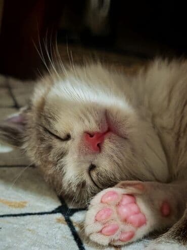 məhşur pişik adları: Erkək, Yaxşı əllərə — 3