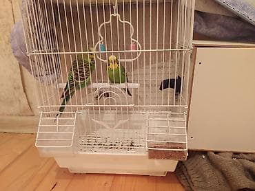 ilan oyuncaq: Dalmatinka üçün quş qəfəsi və aksesuarlar - Rəng: ağ metal — 3