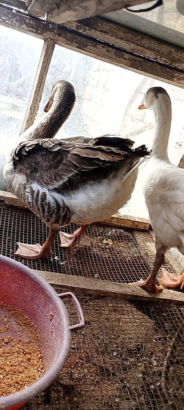 Eşşəklər: Qazlar – 1 cüt - Növ: ev qazı (iri cüssəli, məsul yumurta və ət üçün — 3