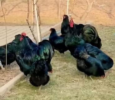 toyuq yumurtlayan: Məhsul: Təmiz cins toyuq/horoz yumurtaları – qara lələklı — 2