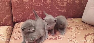 xaski it satisi: Britan, Erkək, Dişi — 7