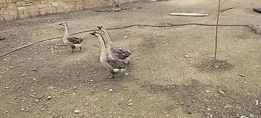 Гуси: Rusiya qazları 3 eded erkək.1ededi 40azn.ünvan Binəqədi kendi real — 2